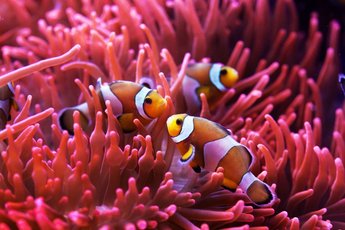 Grande barrière corail Poisson clown Australie