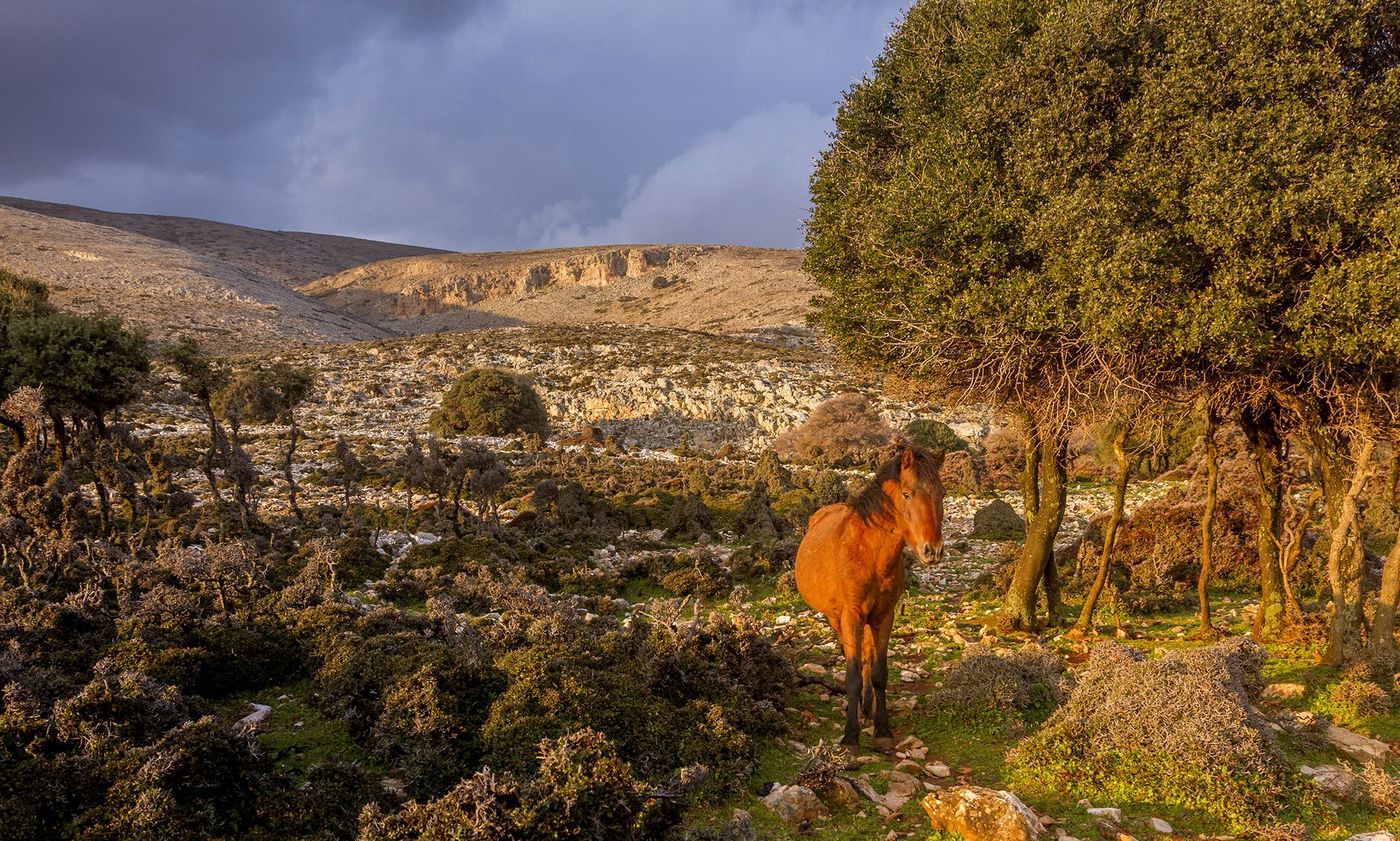 Grèce Skyros