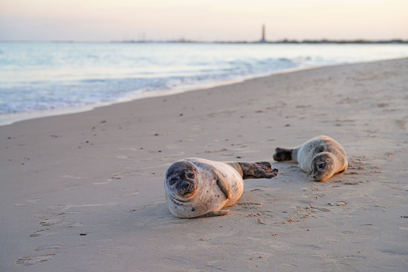 Grenen - phoques