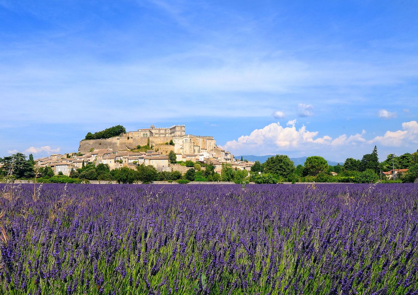 Grignan - lavande
