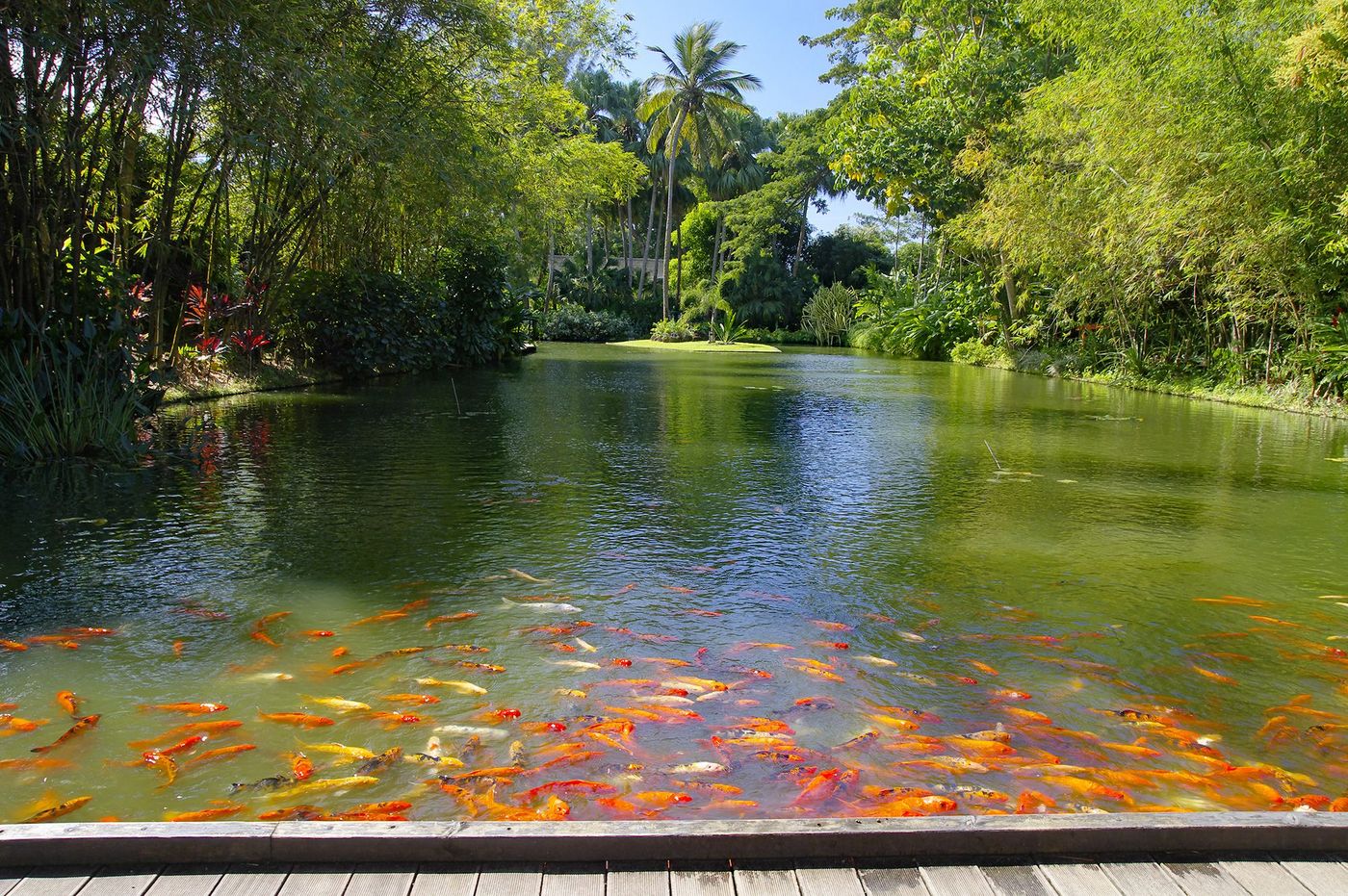 Guadeloupe Deshaies Jardin botanique