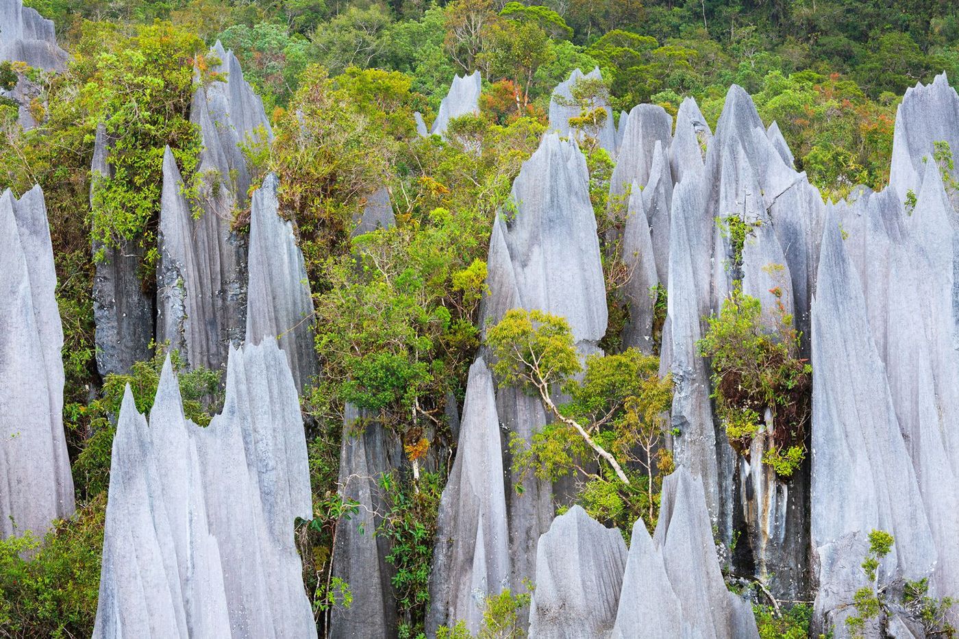 Bornéo Parc national de Gunung Mulu