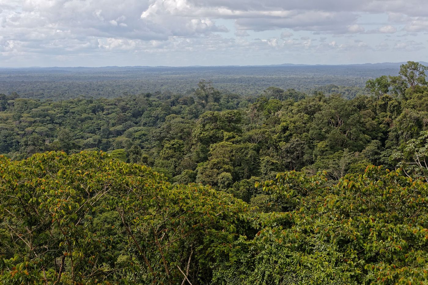 Guyane Amazonie Panorama depuis la montagne Bellevue