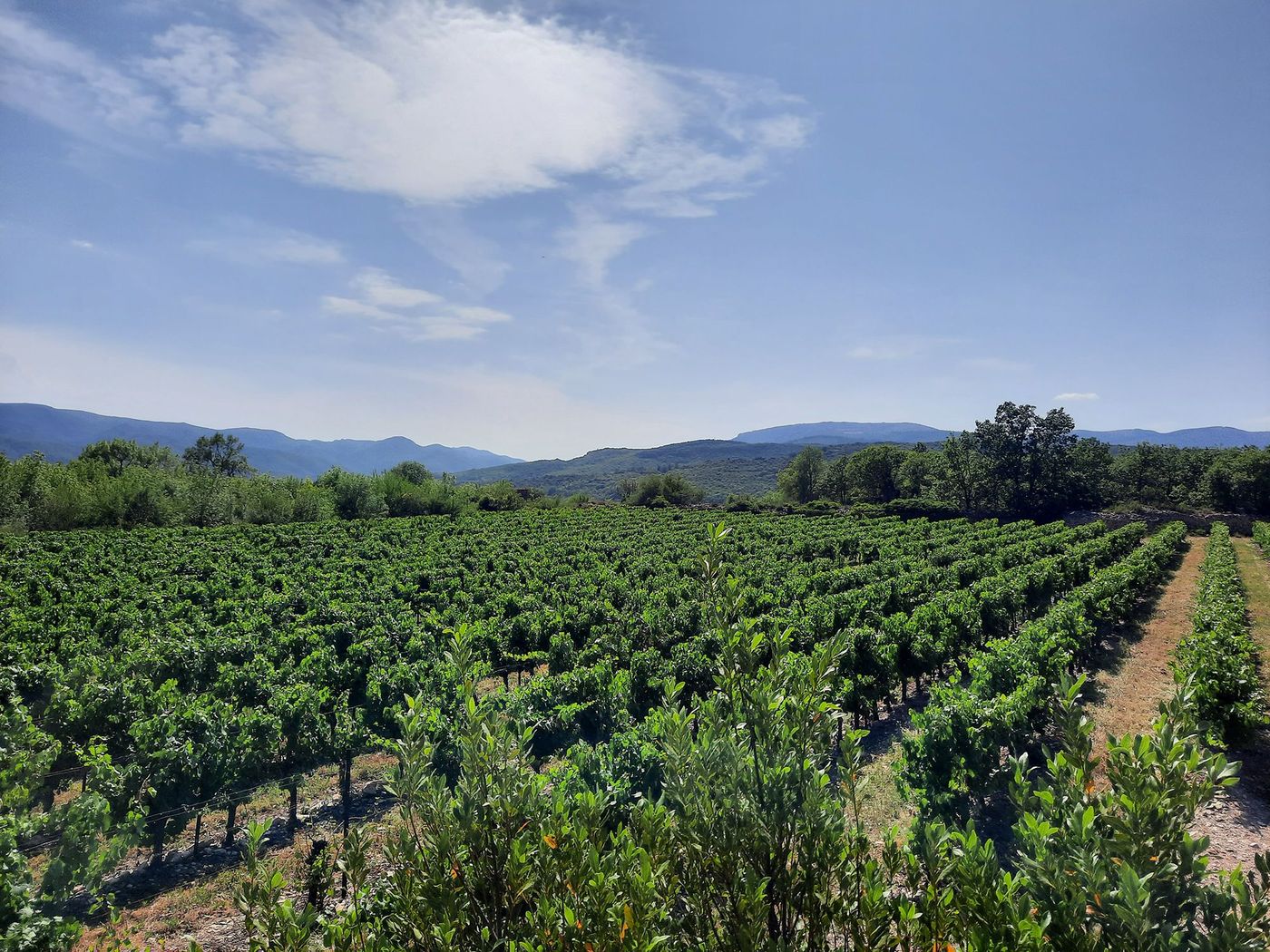 Hérépian - vignes