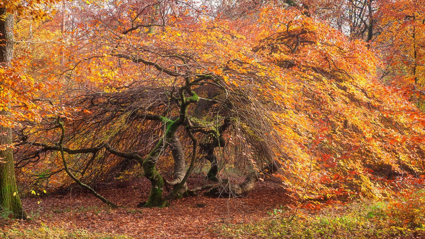 Hêtres “tortueux” - Forêt de Verzy