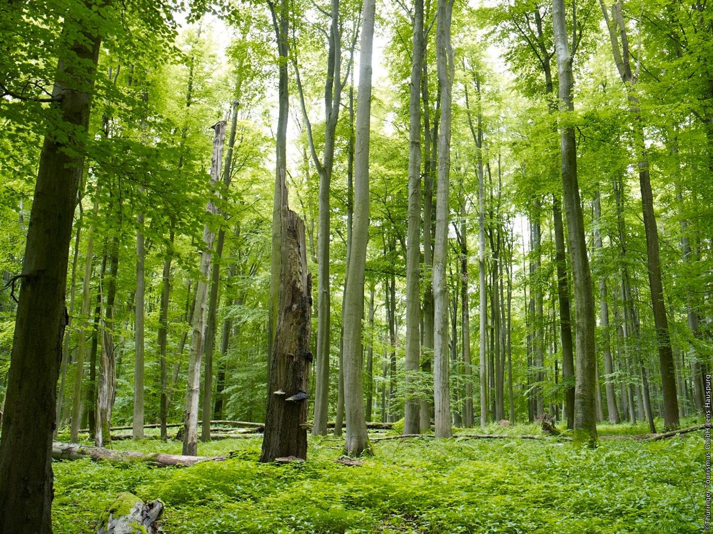 Hainich
