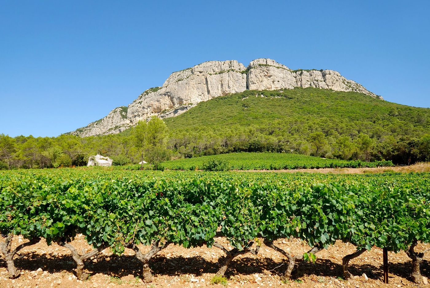 Hérault Pic Saint-Loup Vignes