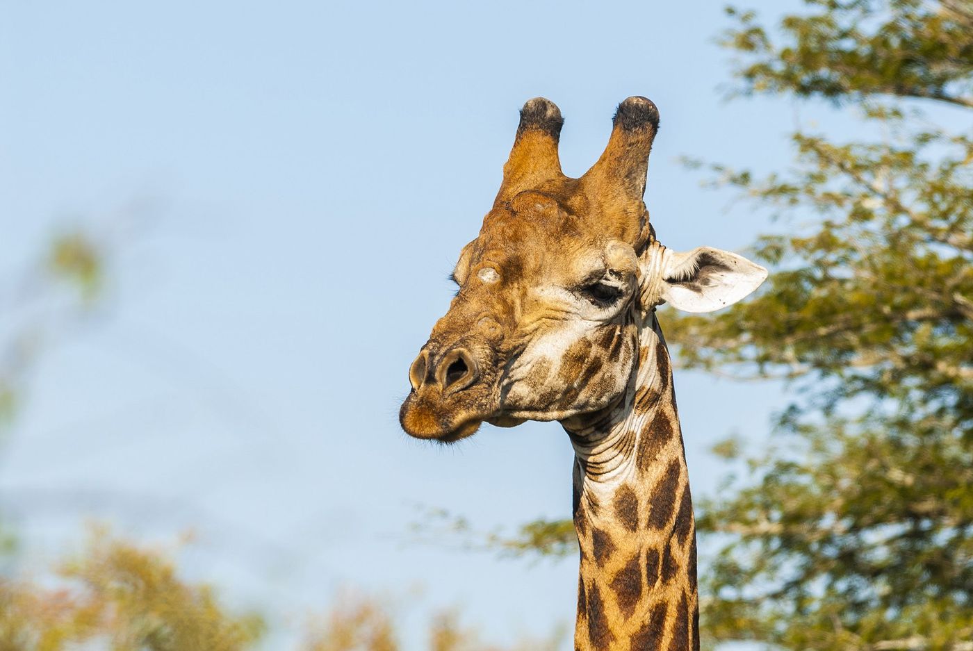Hluhluwe Imfolozi Parc Afrique du Sud