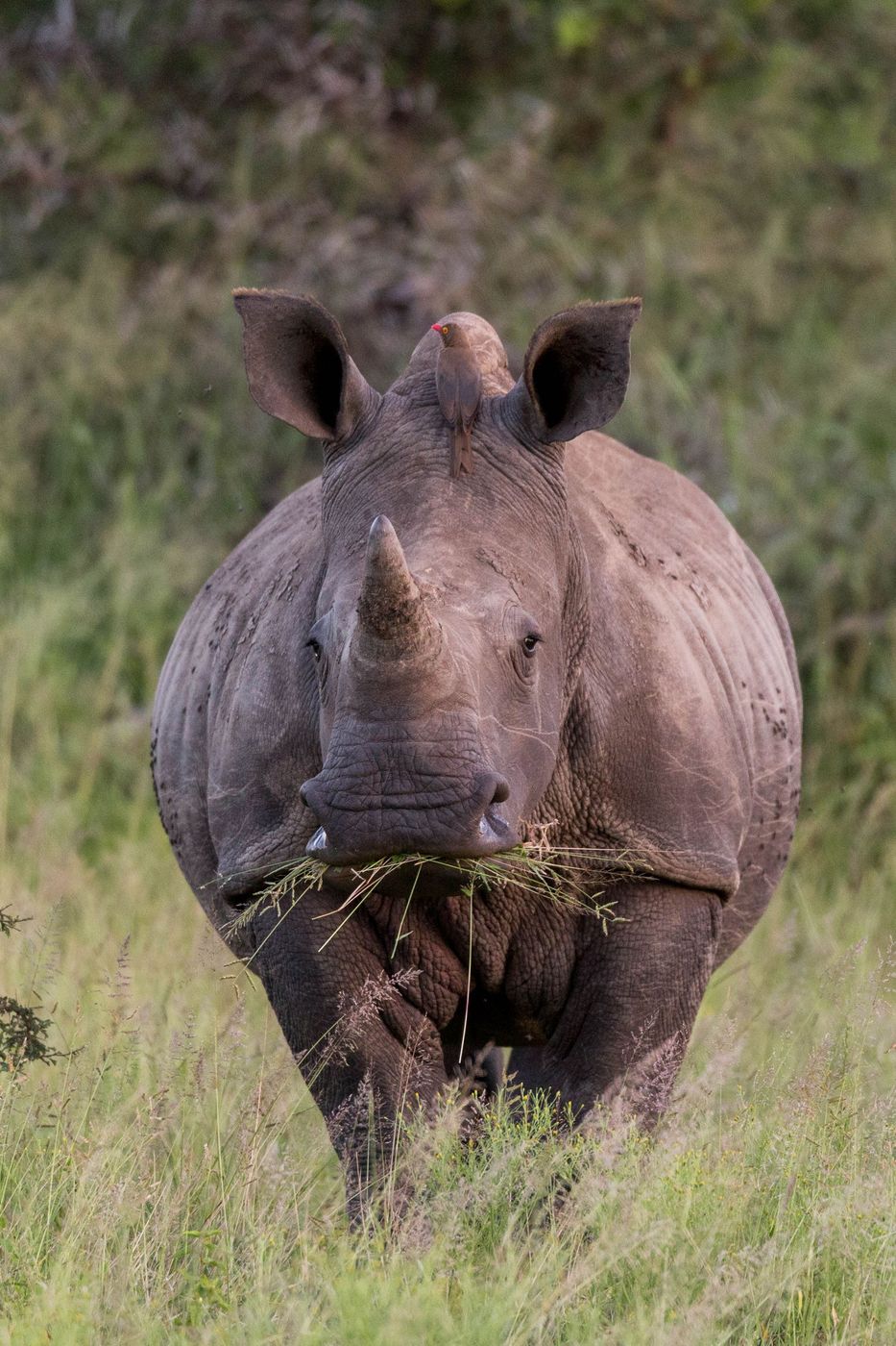 Hluhluwe-Umfolozi Rhinoceros blanc