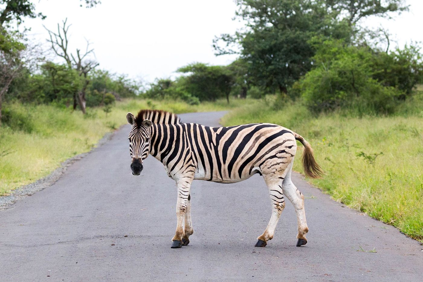 Kwazulu Natal Zèbre