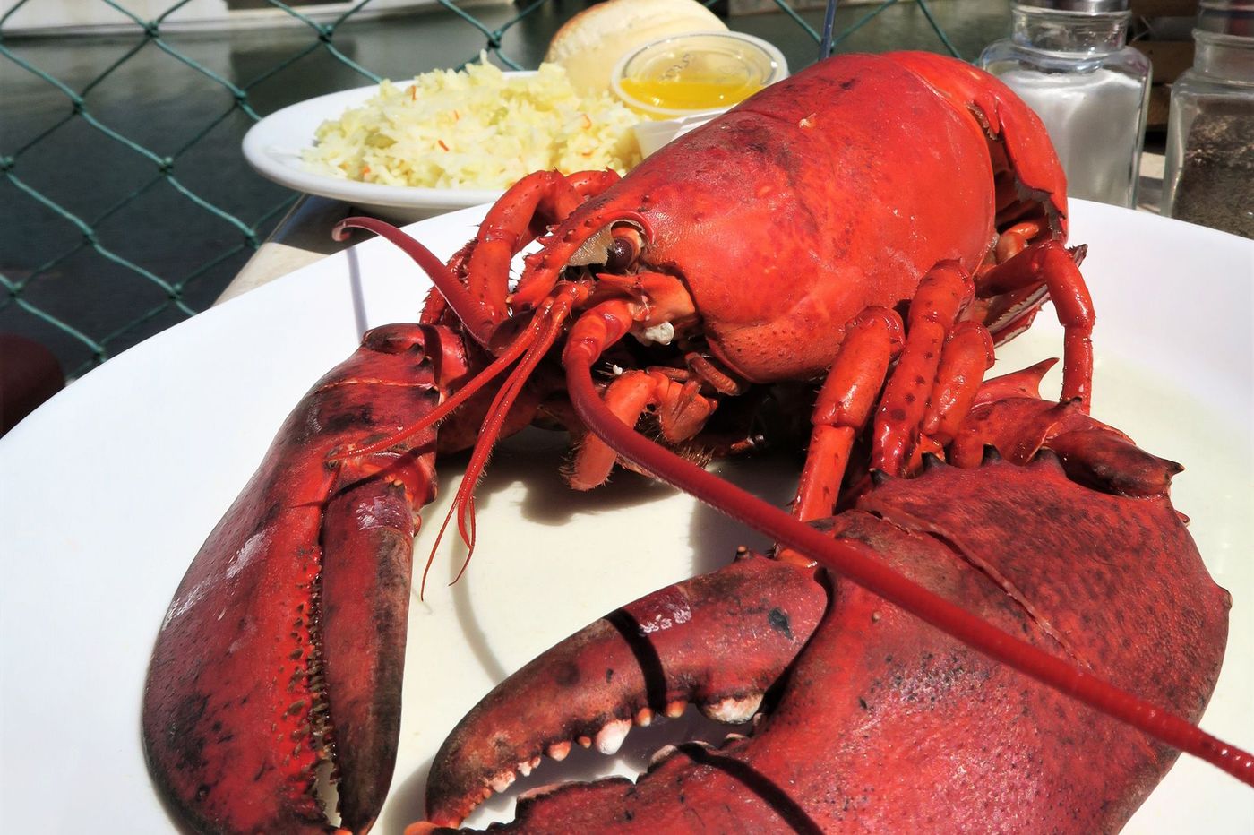 Nouvelle Ecosse Homard