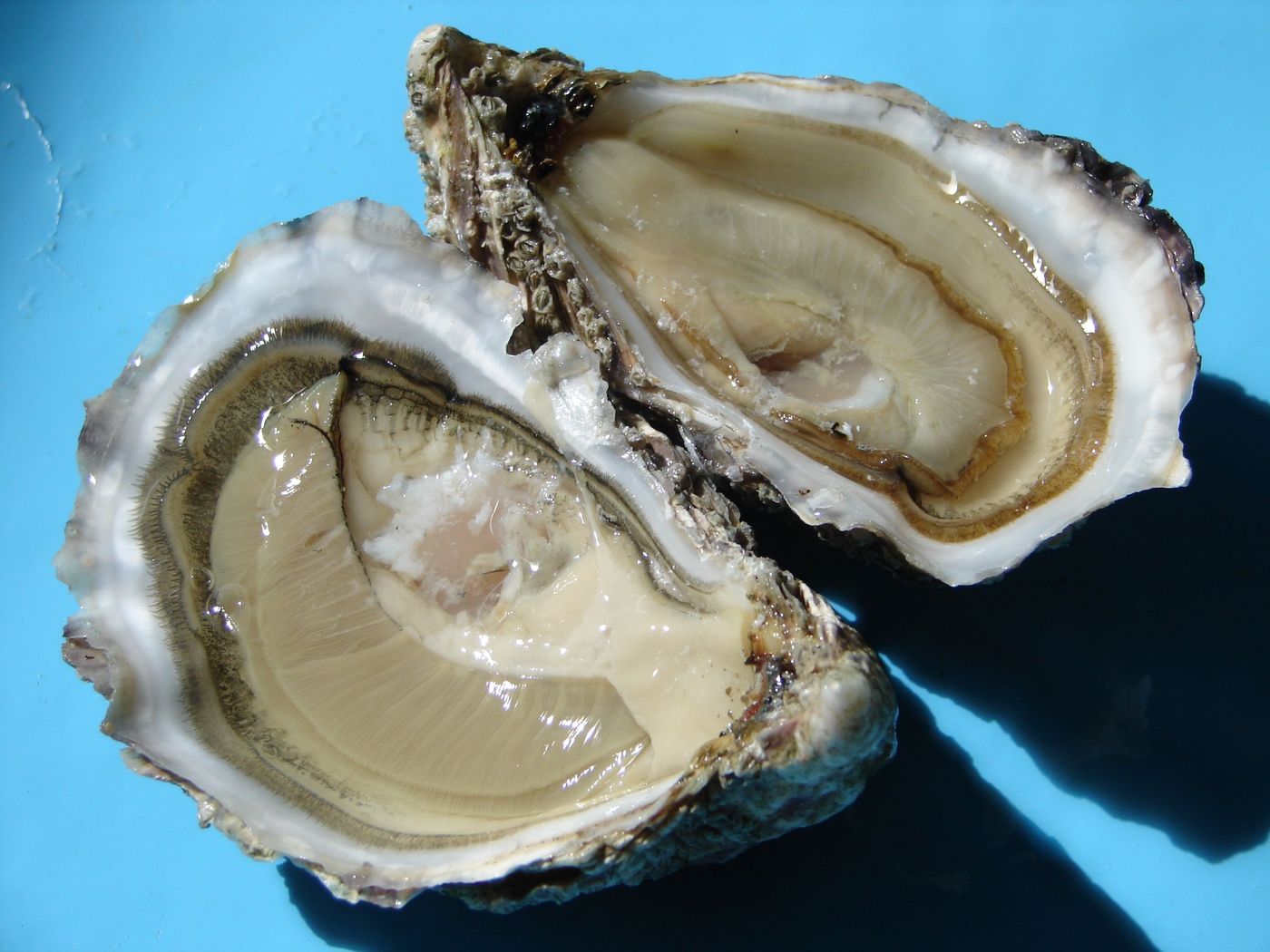 Huîtres Pays de la Loire Fruits de mer