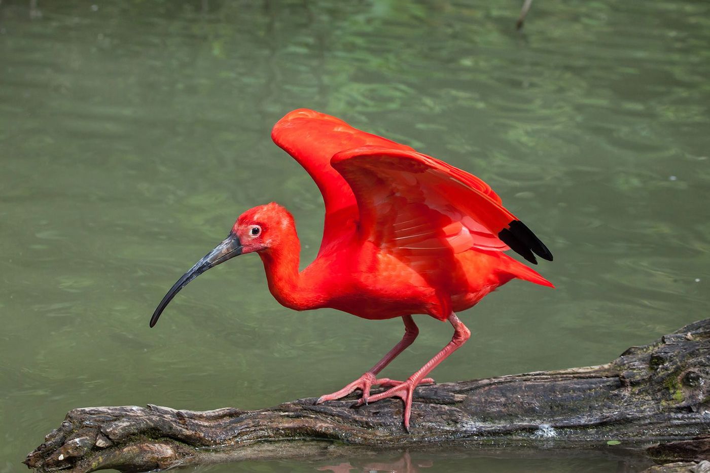 Guyane Ibis rouge