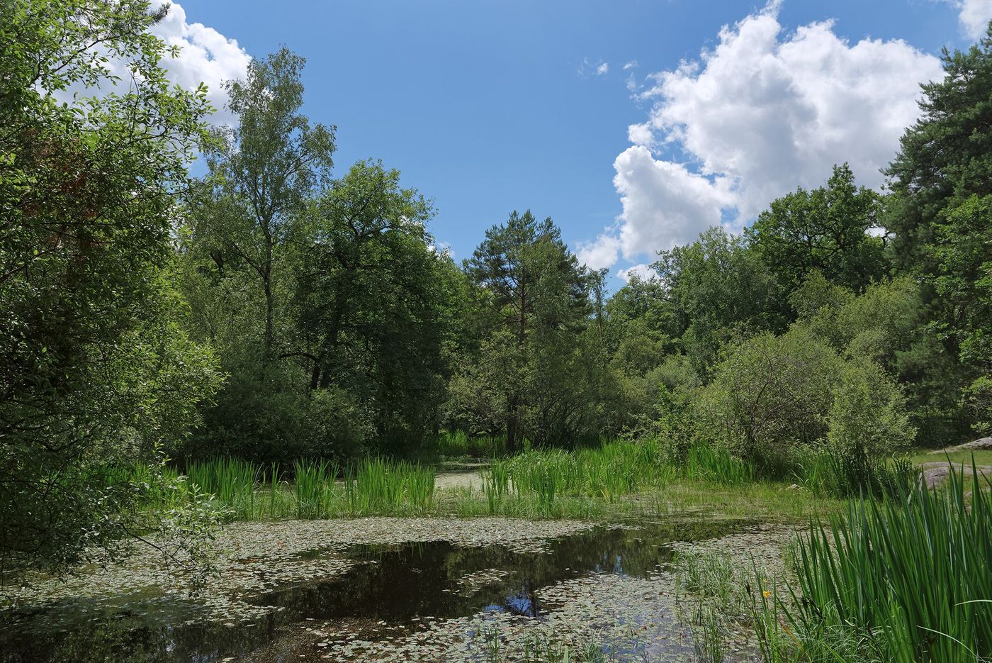 Fontainebleau Mare aux fées