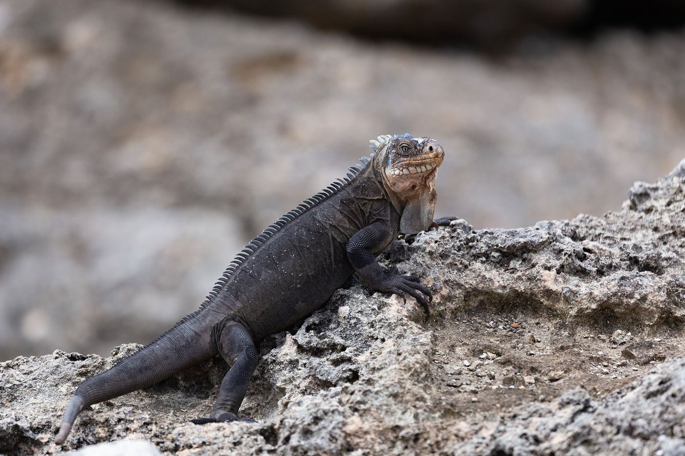Iguane des petites Antilles