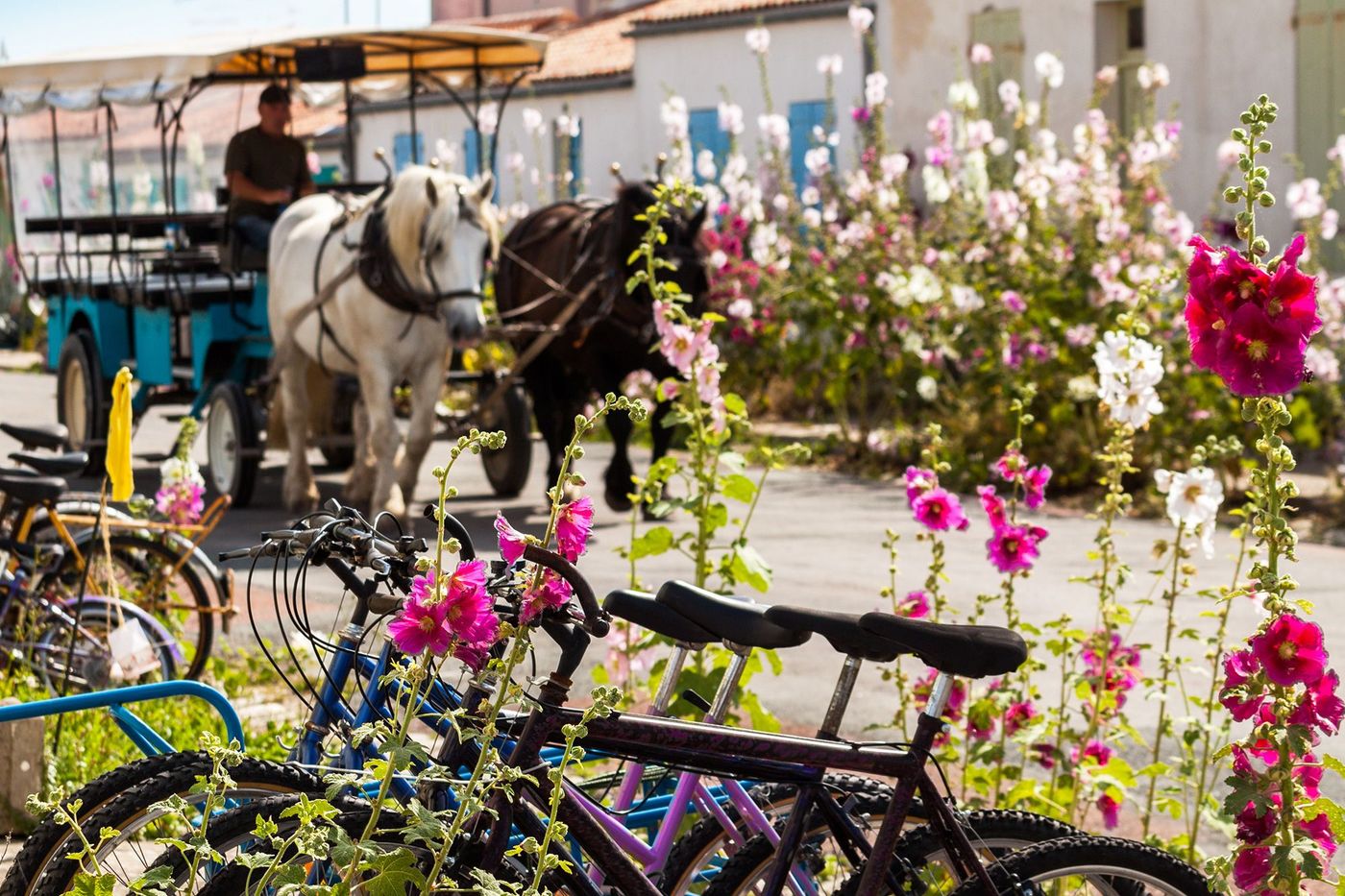 Ile d'Aix Vélo Calèche