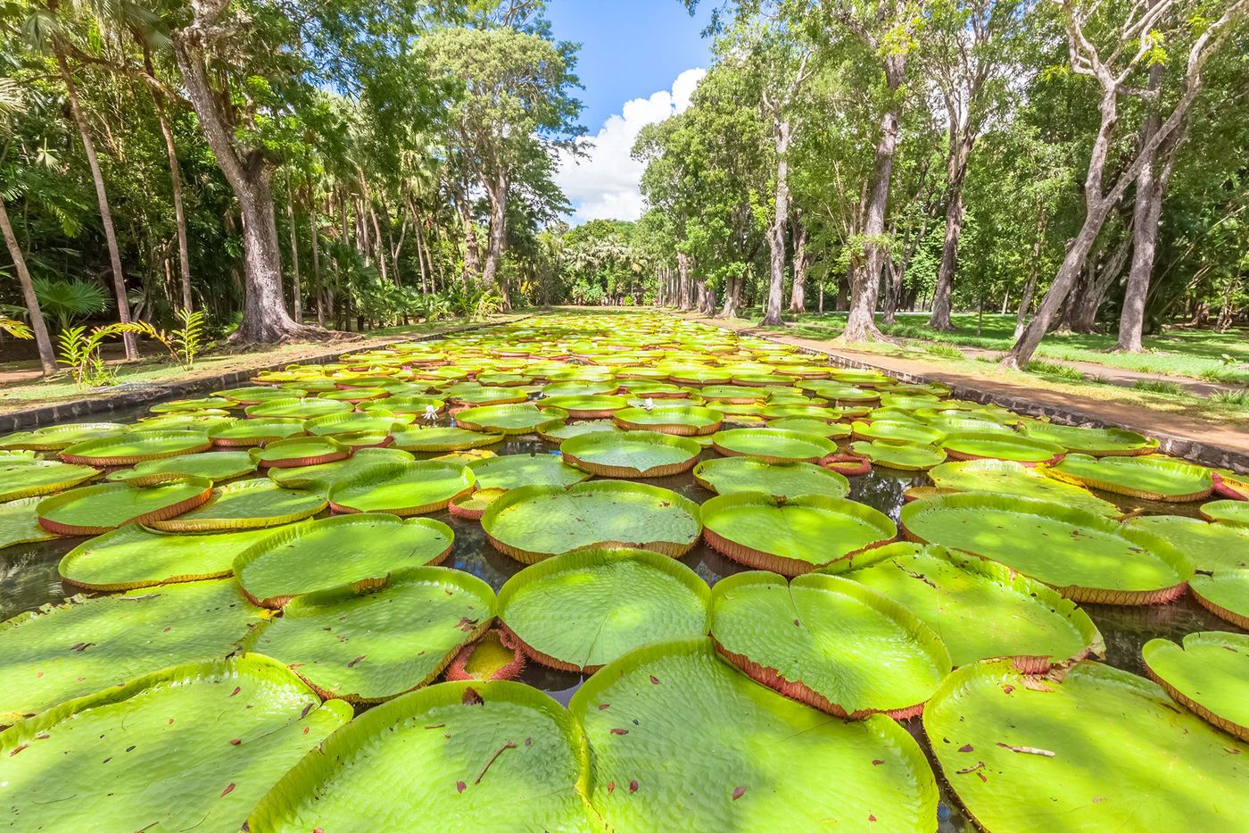 Ile Maurice Jardin Pamplemousses