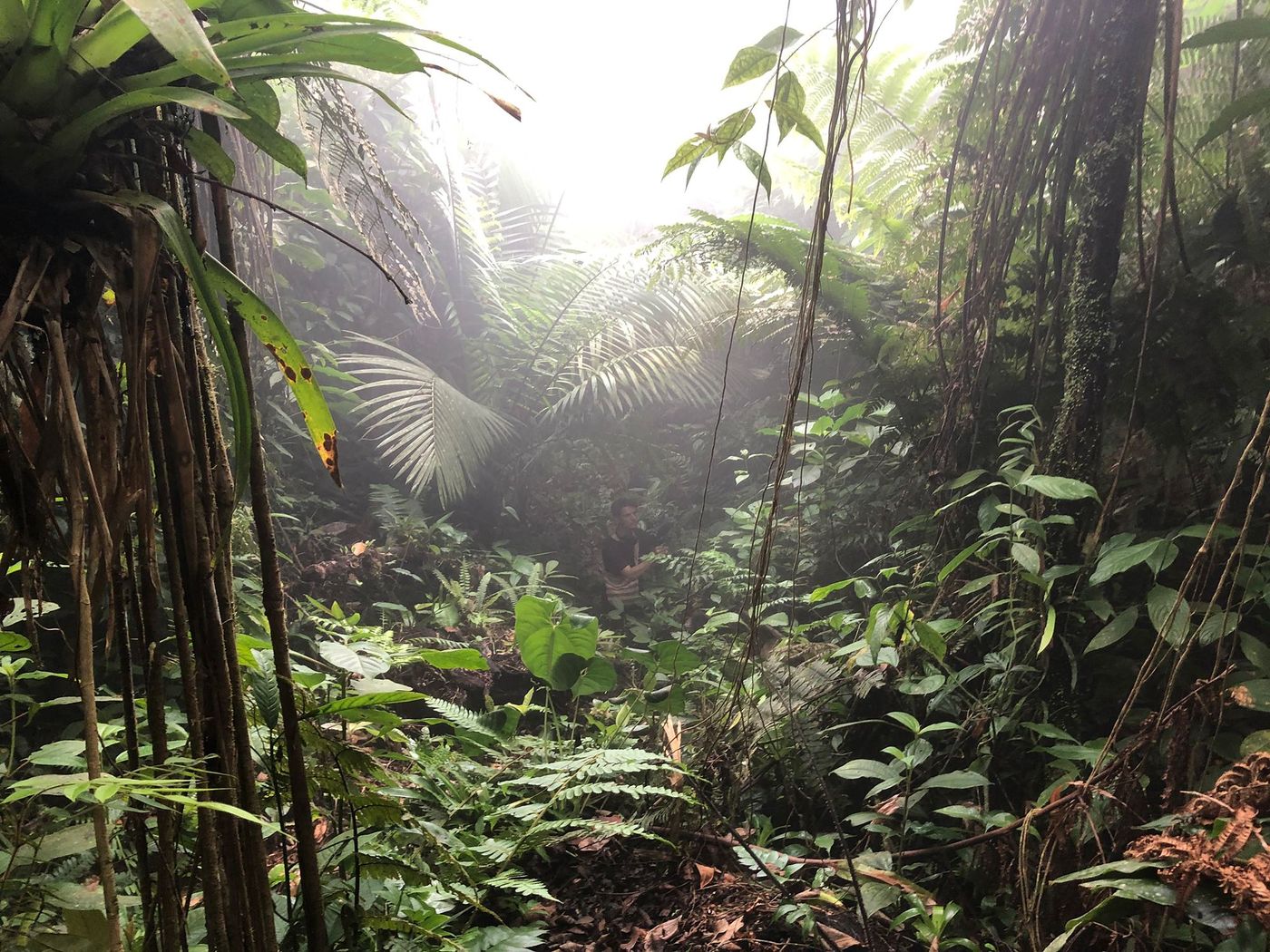 La jungle