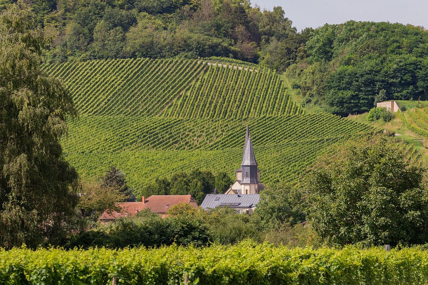 Vue sur les vignes