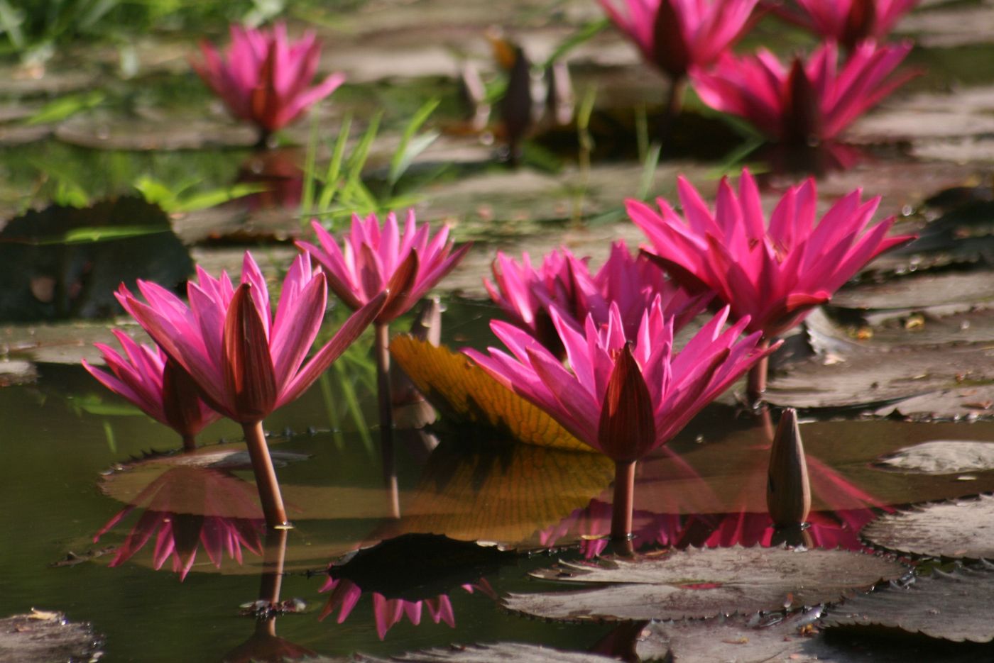Thaïlande Nénuphar au Wat Chang Lom