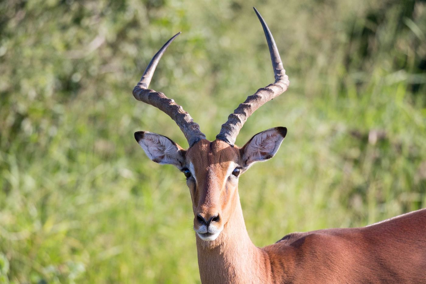 Kwazulu natal Hluhluwe Umfolozi Impala