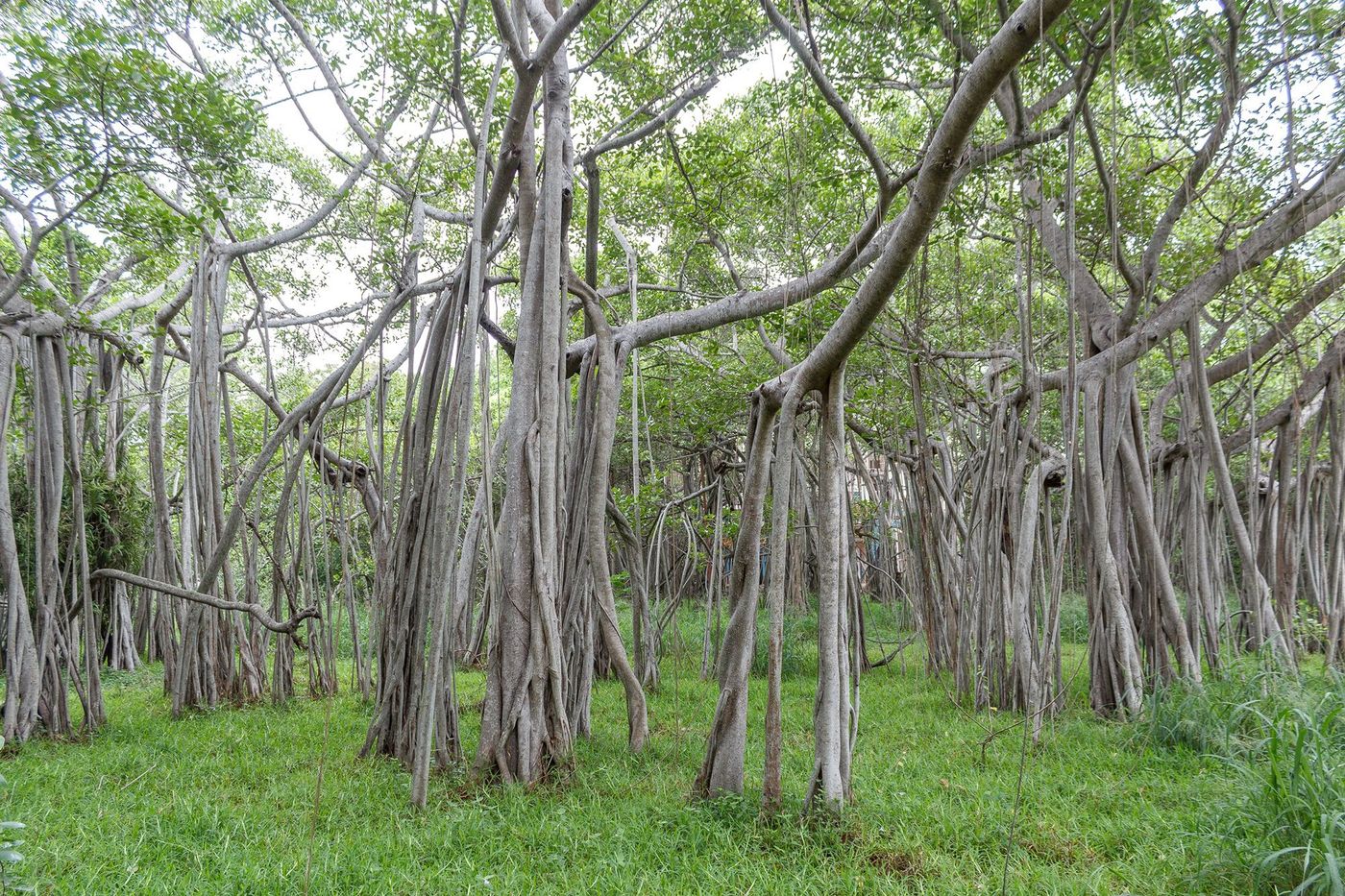 Inde Chennai Thesophical Society Banyan