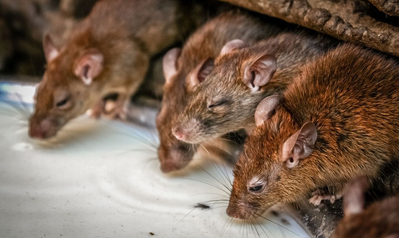 Inde Rajasthan Deshnoke Temple des rats