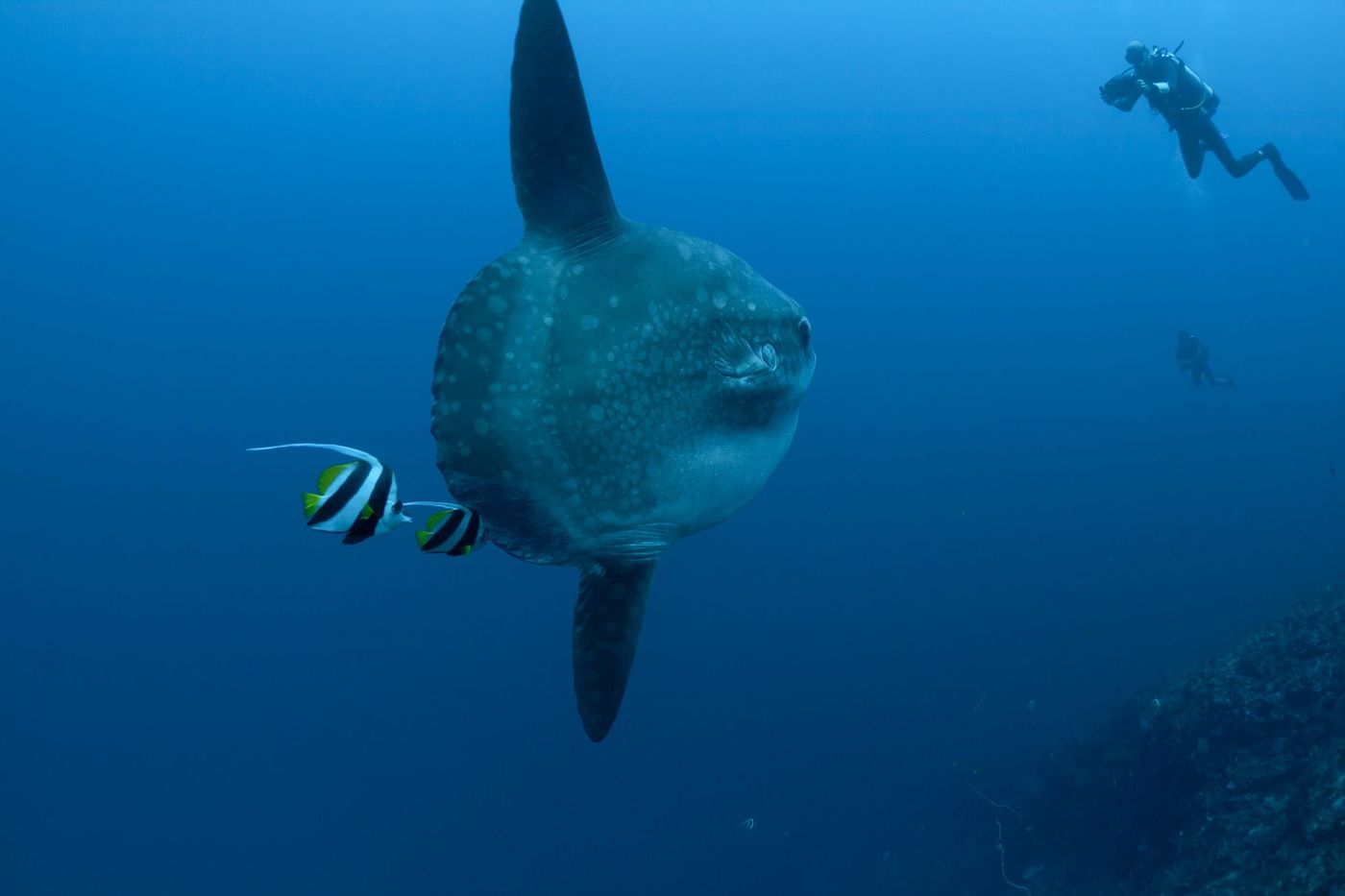 Indonésie Poisson lune