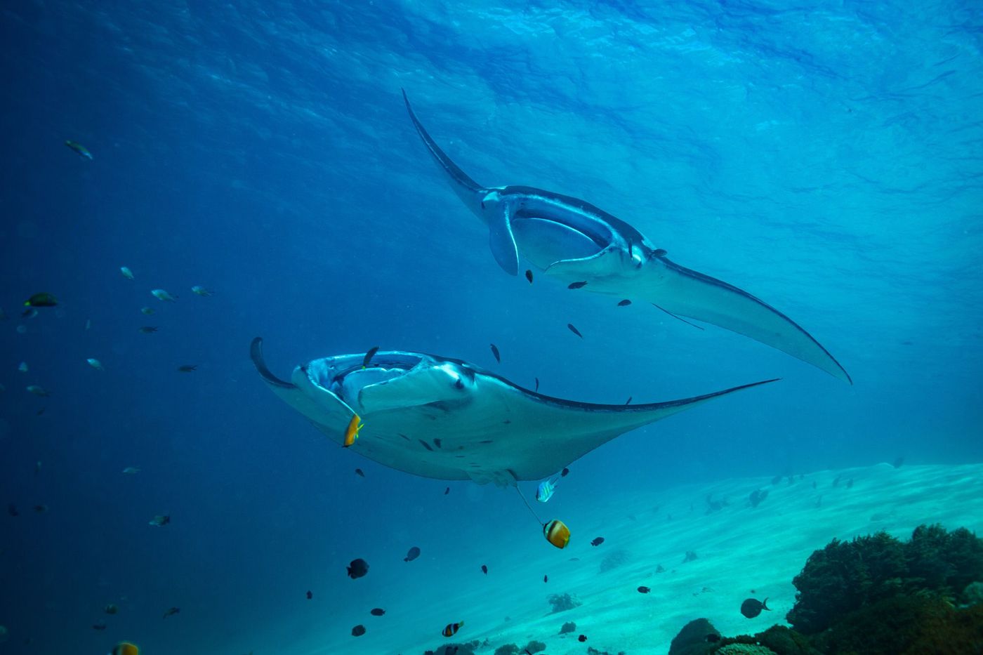 Indonésie Raie manta