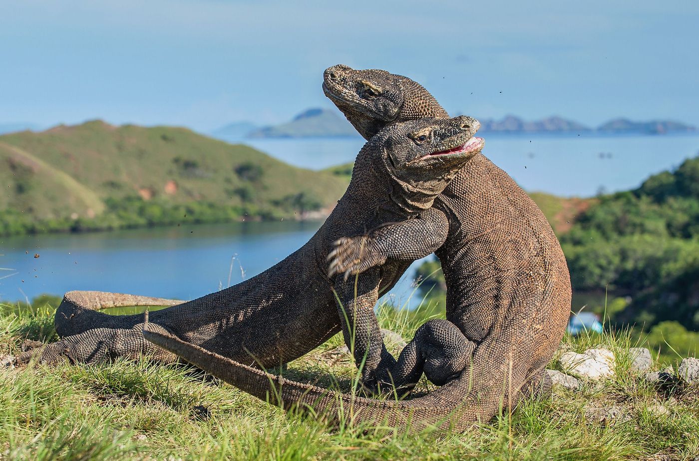 Indonésie Île de Rinca Dragons de Komodo