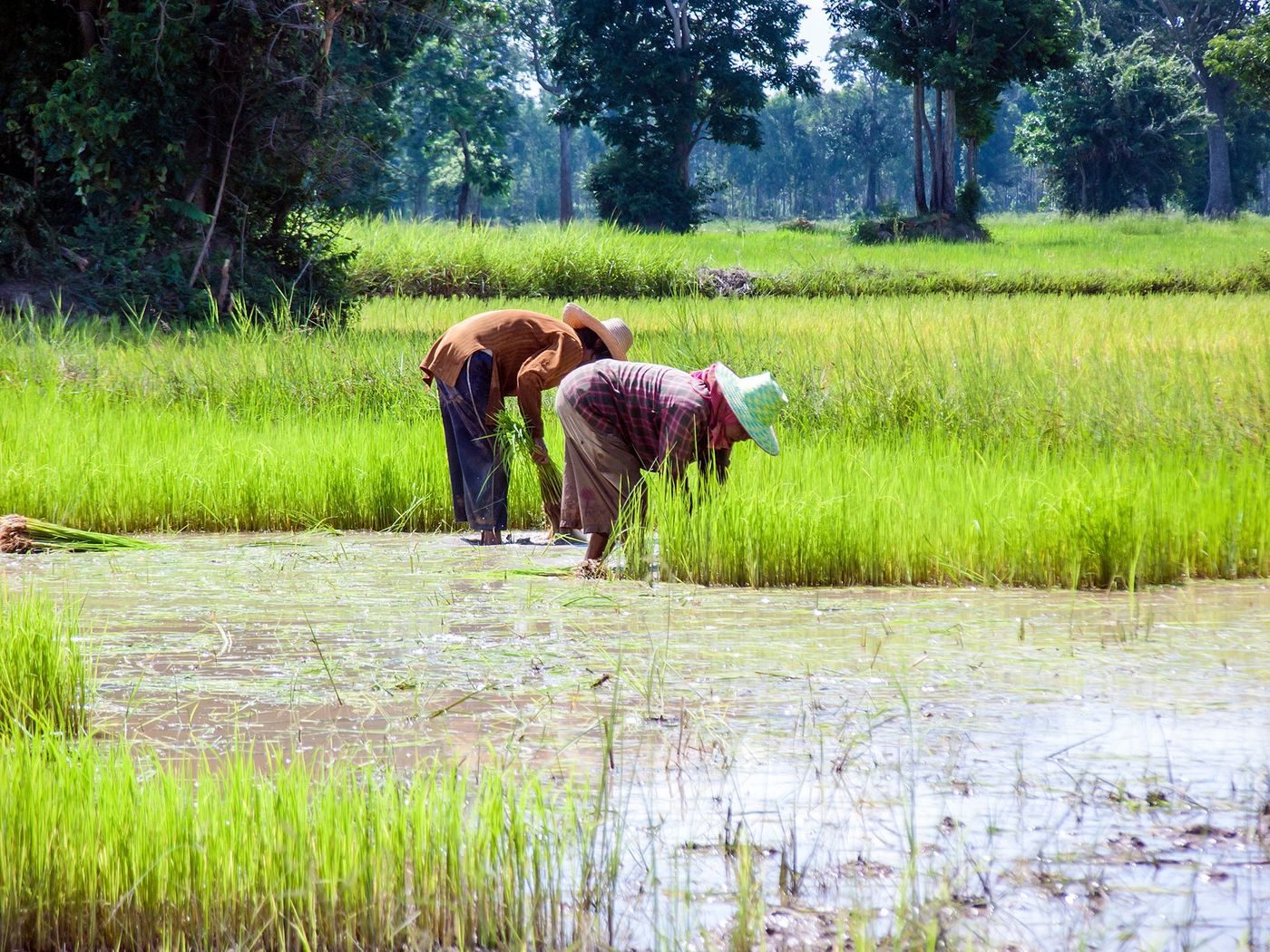 Isan - culture du riz
