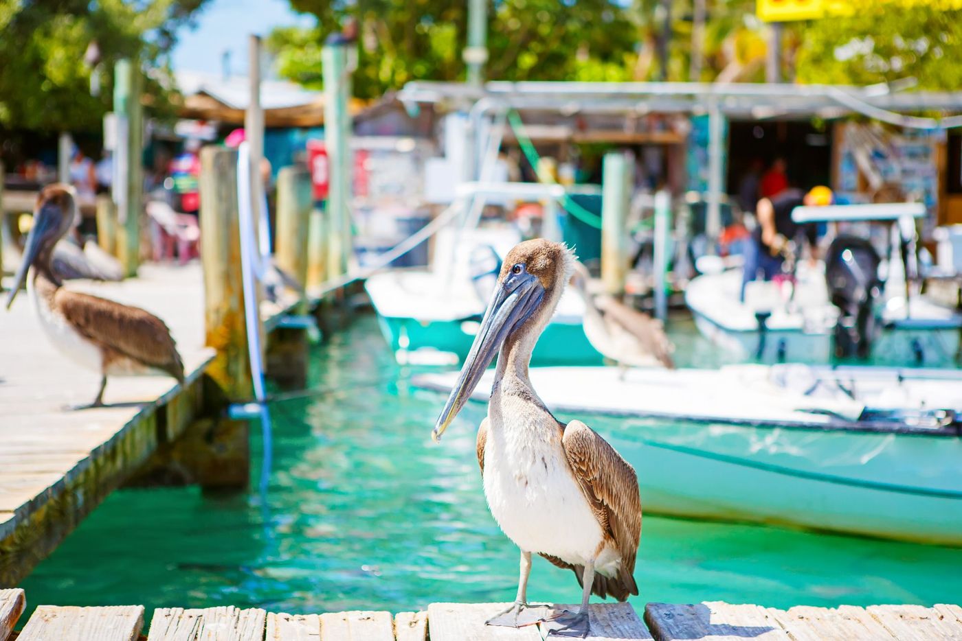 Islamorada Keys Floride