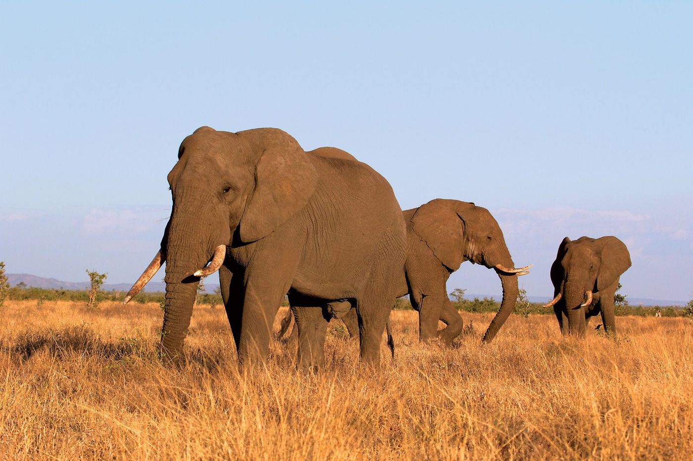 Elephants