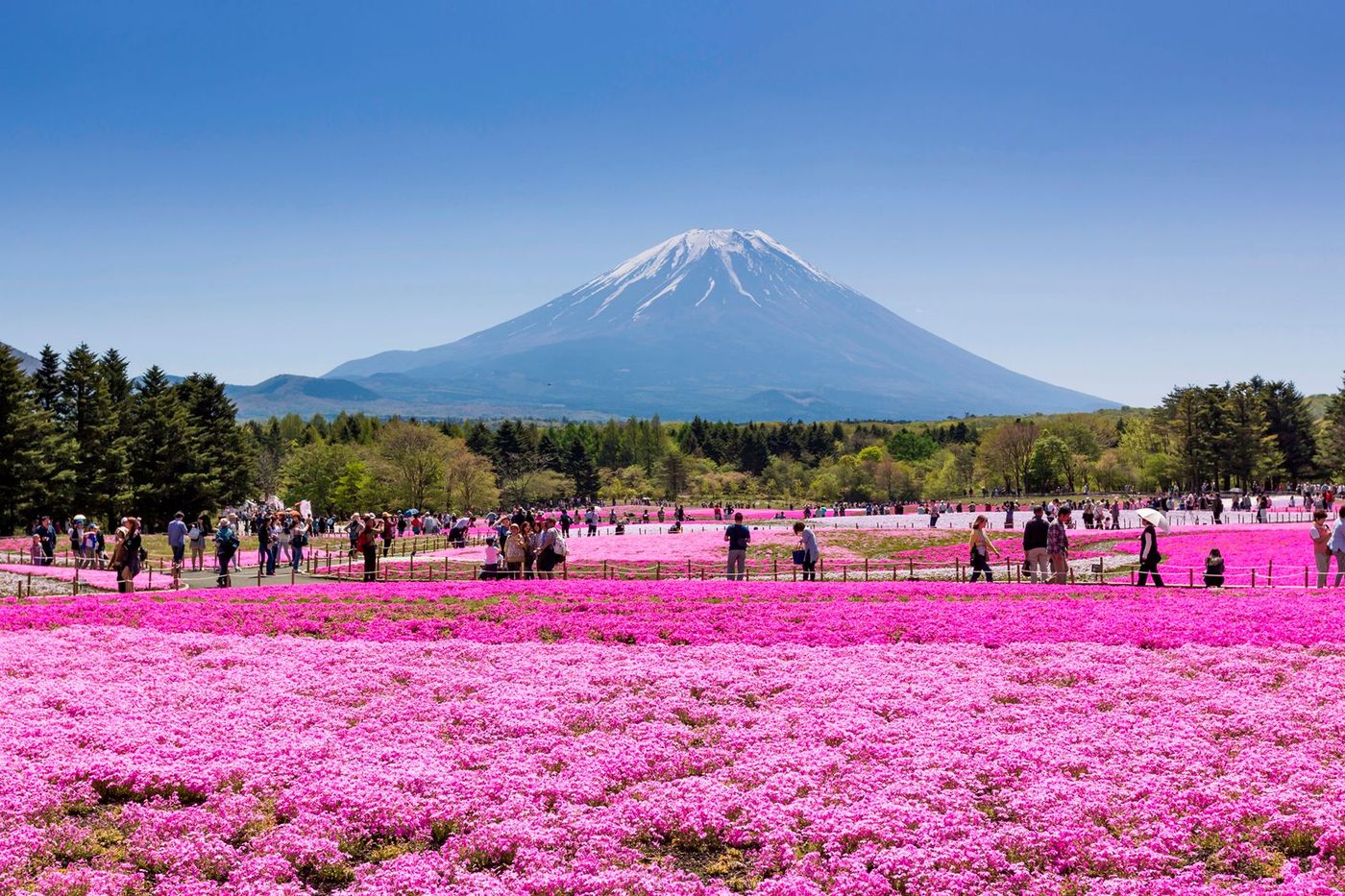 Shibazakura, les phlox mousse