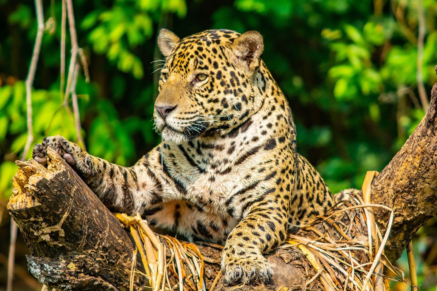 Jaguar