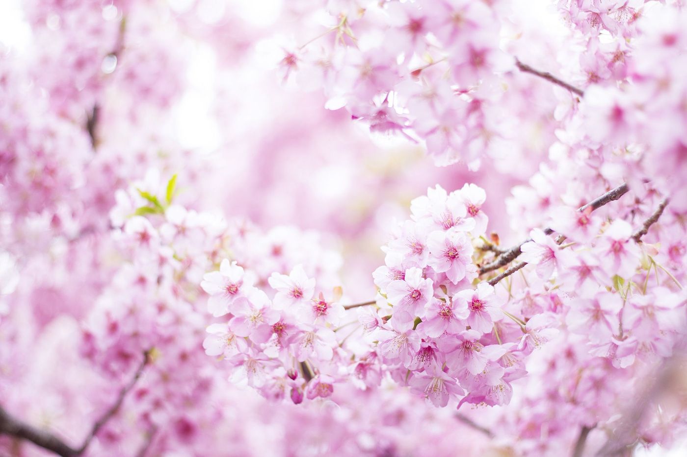 Japon Cerisier Hanami