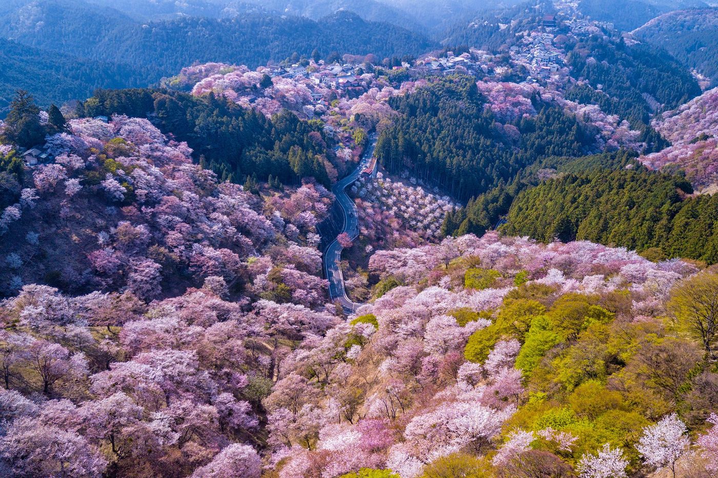 Japon Mont Yoshino