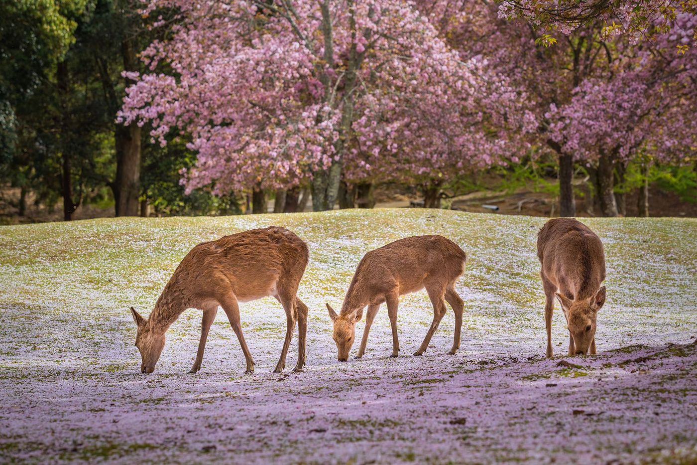 Japon Nara