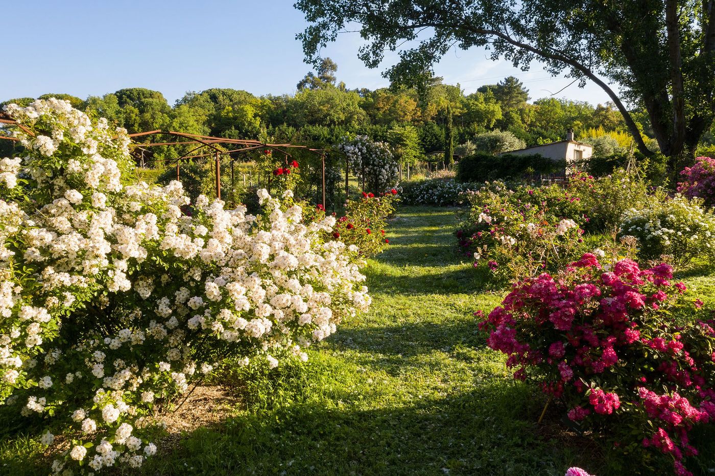 Jardin de Gassin - roseraie