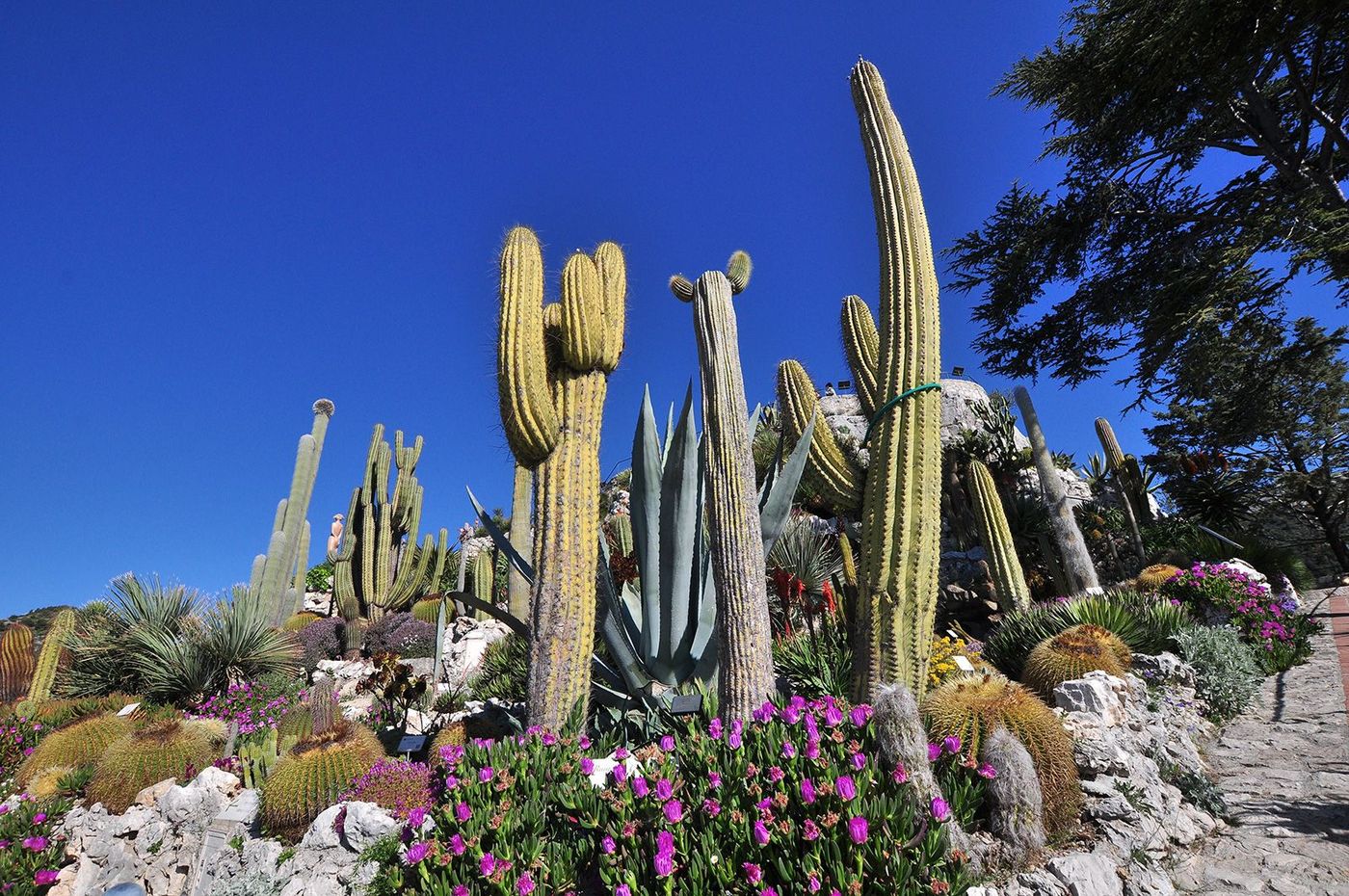 Côte d'Azur Jardin exotique d'Eze