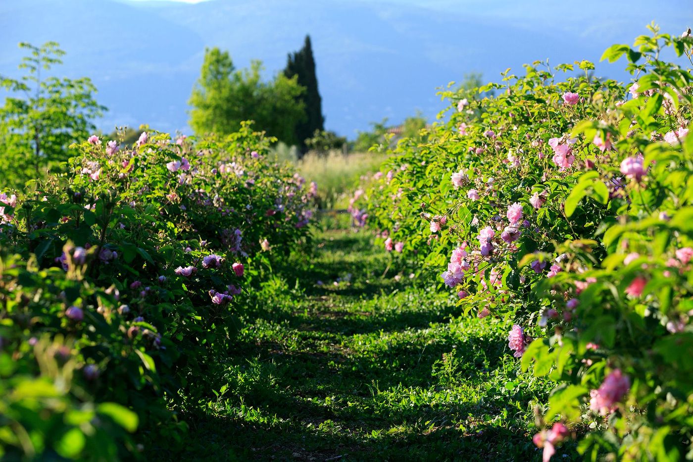 Jardins du Musée International de la Parfumerie - Mouans-Sartoux