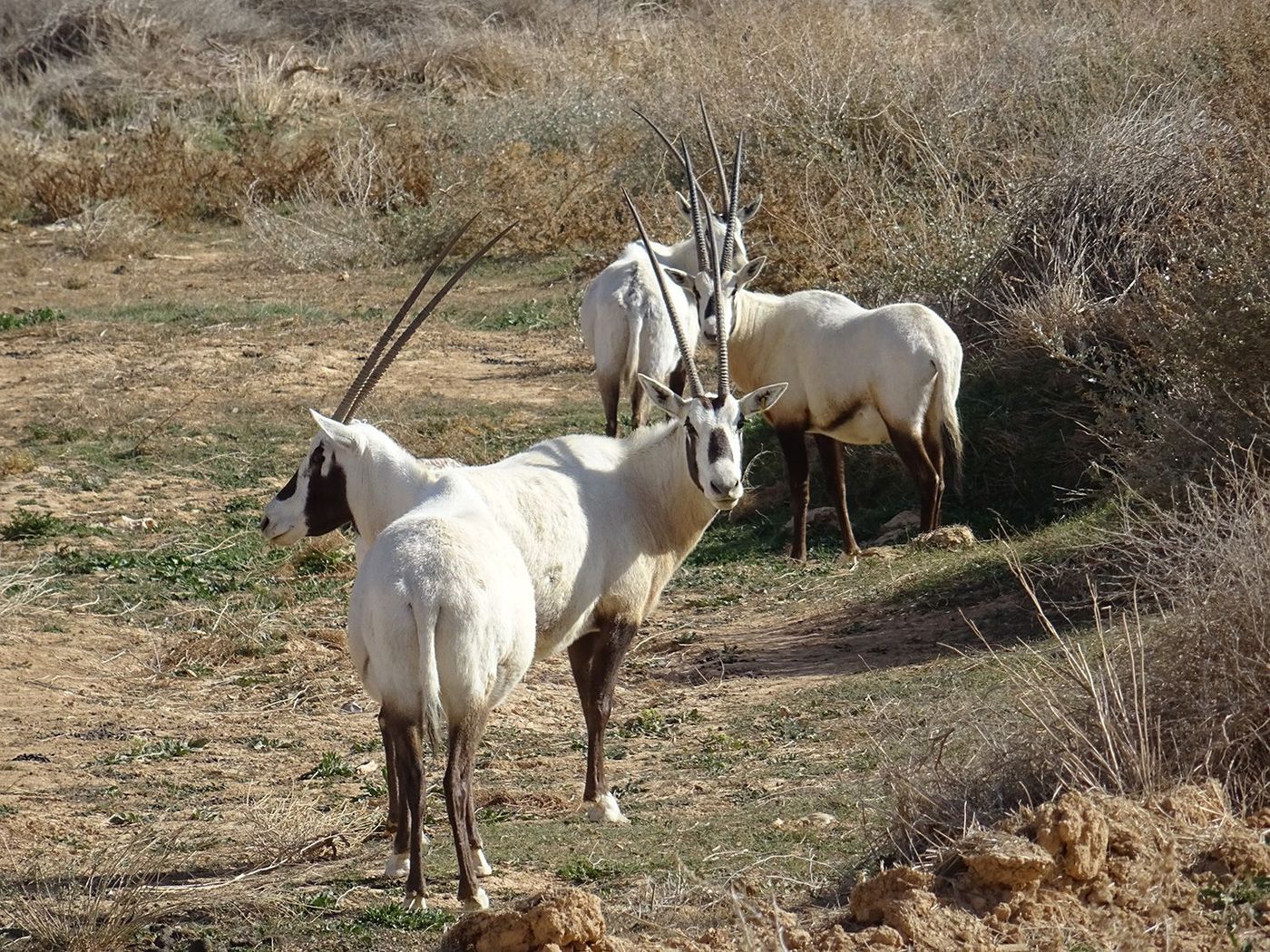 Wadi Rum Oryx