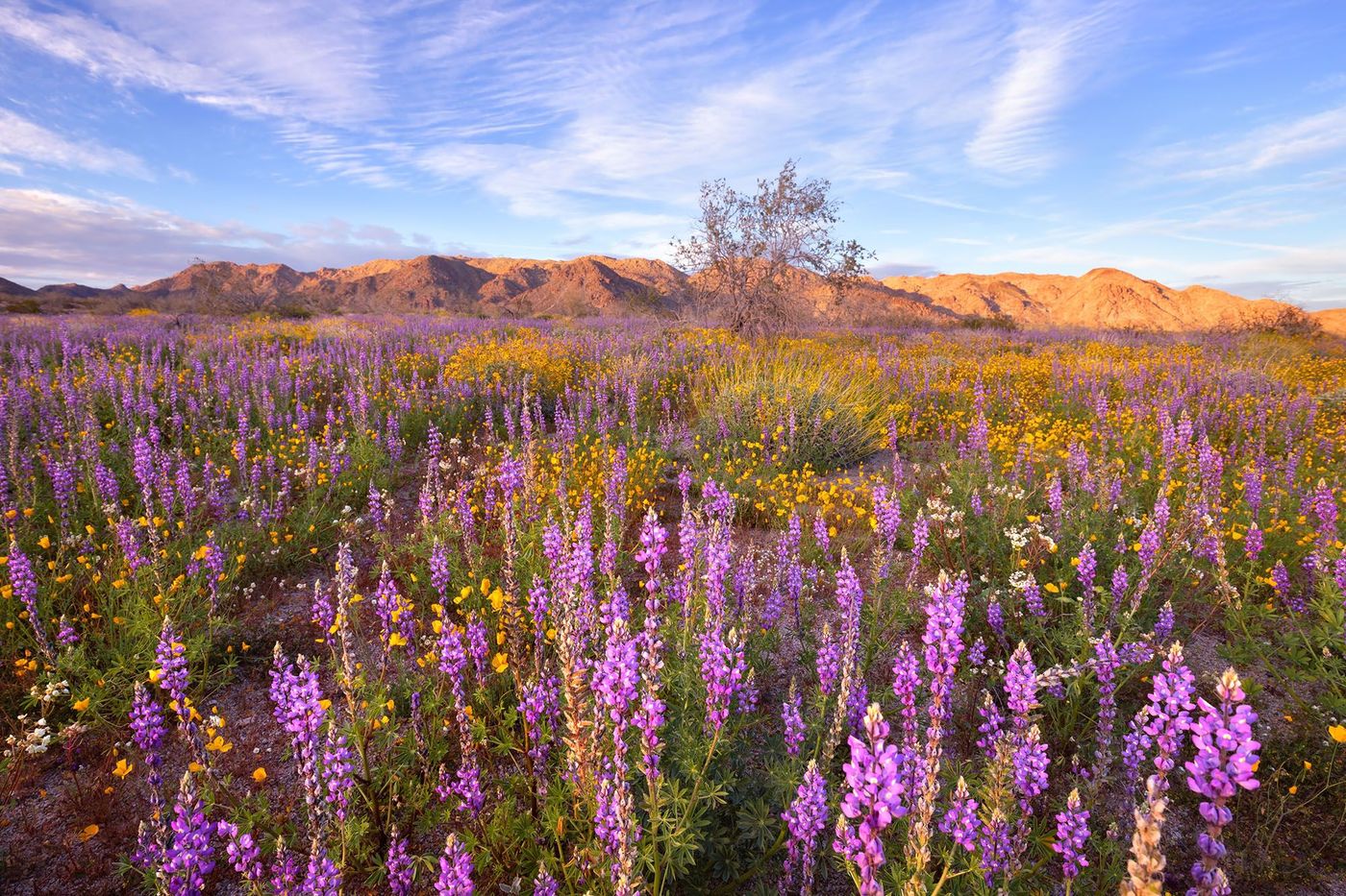Joshua Tree National Park - blooming