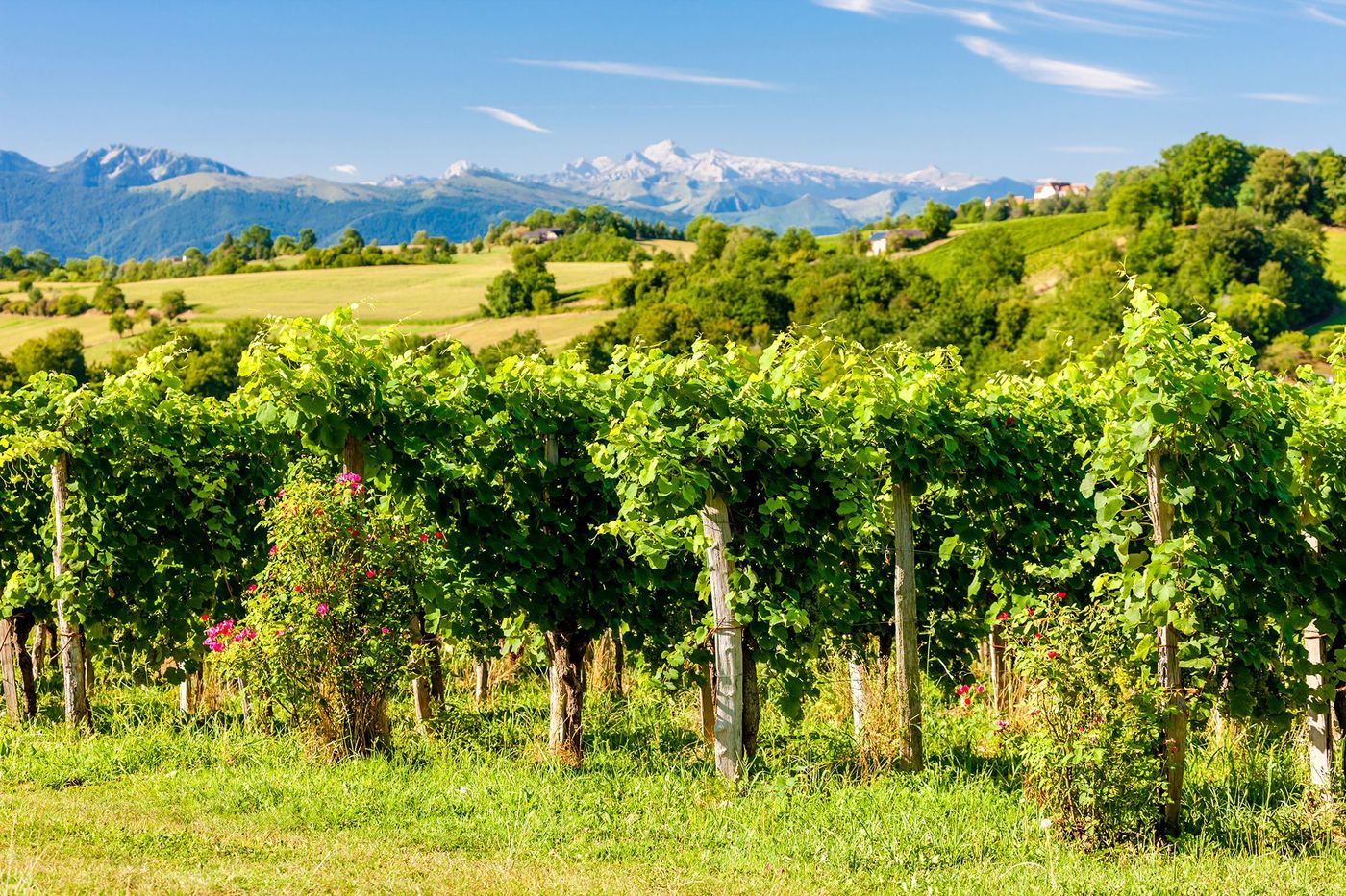 Jurançon - vignes