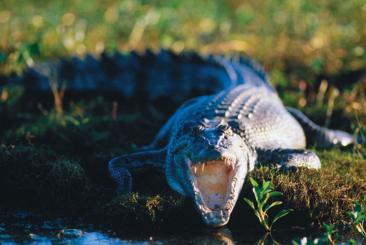 Crocodile marin, parc national de Kakadu, Territoire du Nord