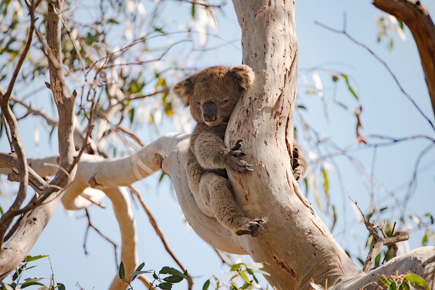 Kangaroo Island, Australie du Sud