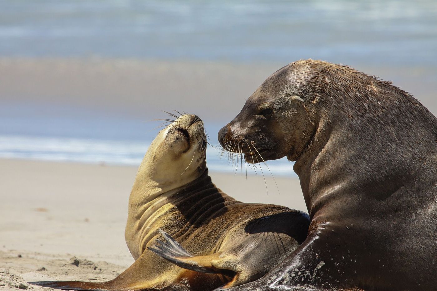 Australie Kangaroo Island Seal Bay Lions de mer