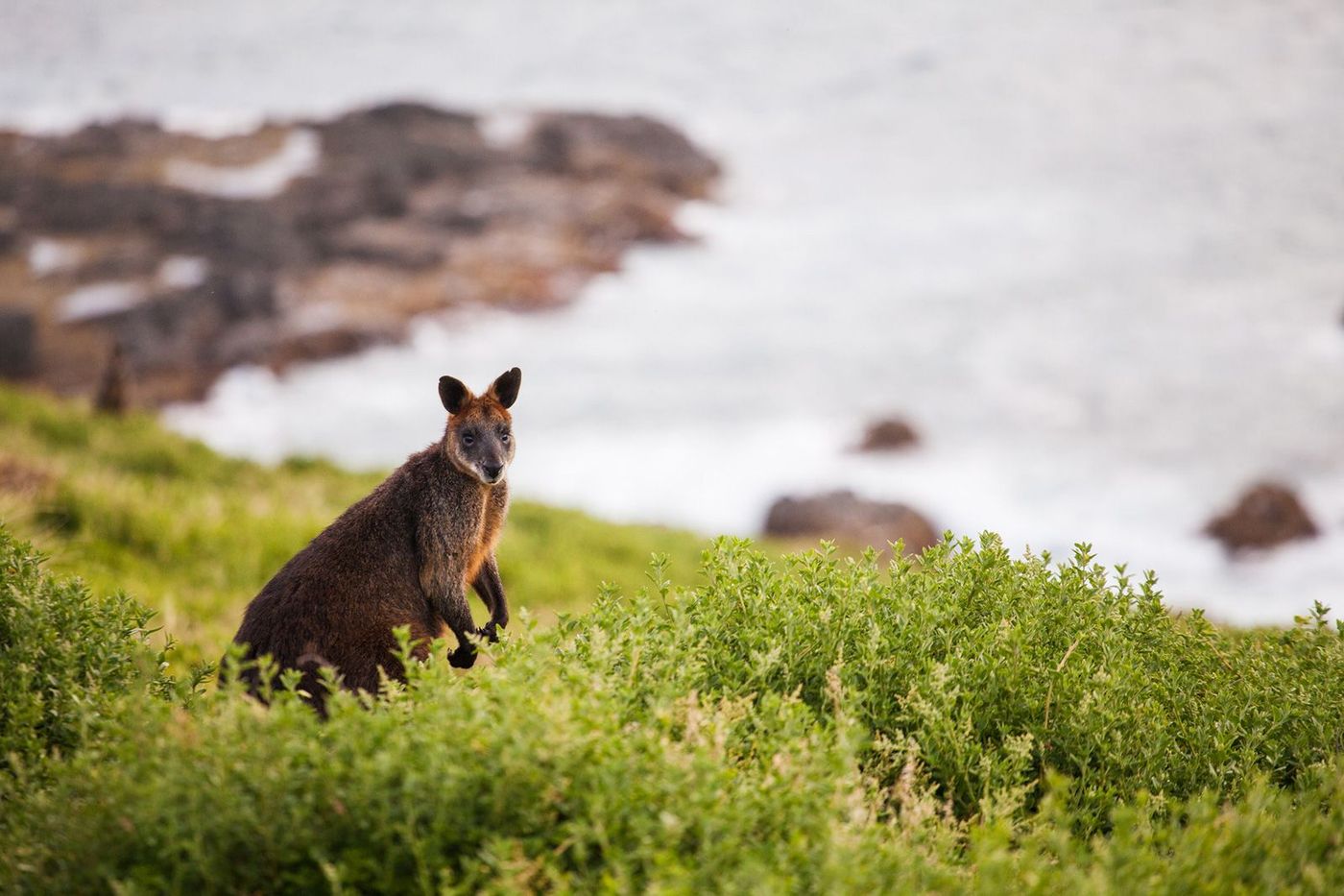 Australie Kangaroo Island