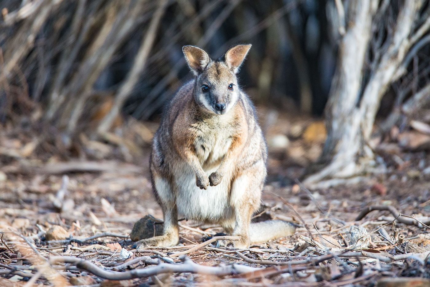 Kangaroo Island, Australie du Sud