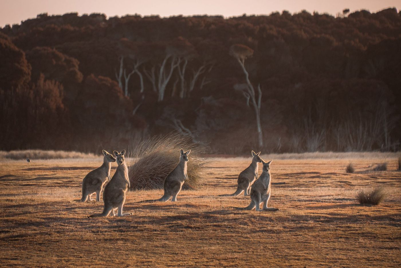 Kangourous dans le Narawntapu National Park